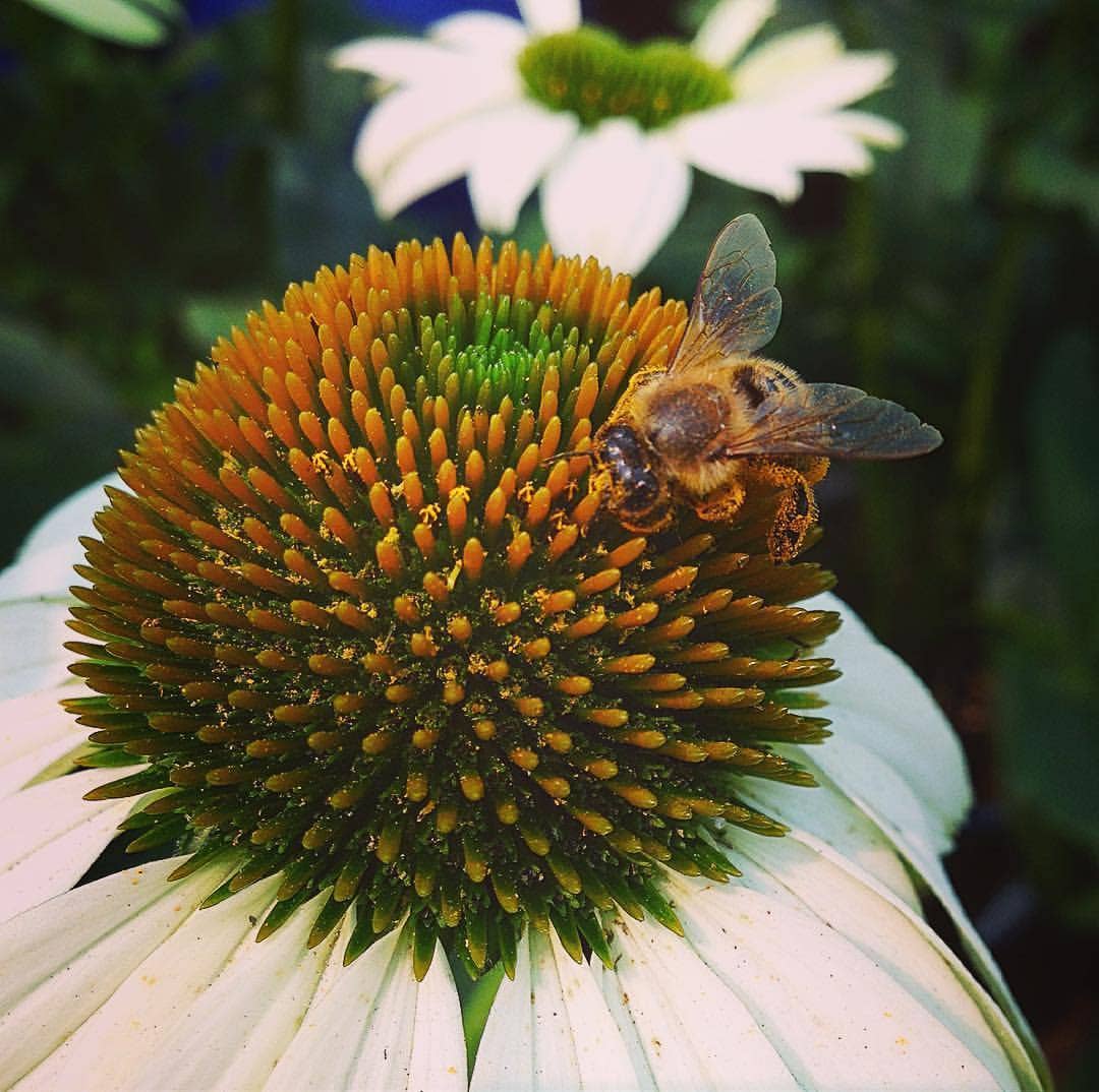 Garden Sprinkles