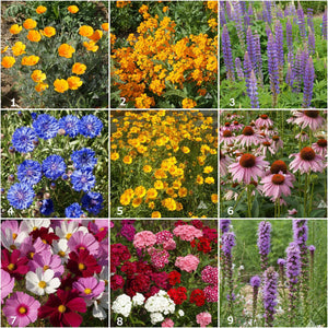 Scatter Garden | Butterfly Habitat | Best Seller | Spring: Butterfly