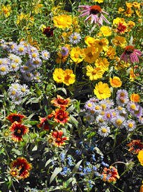 Garden Sprinkles