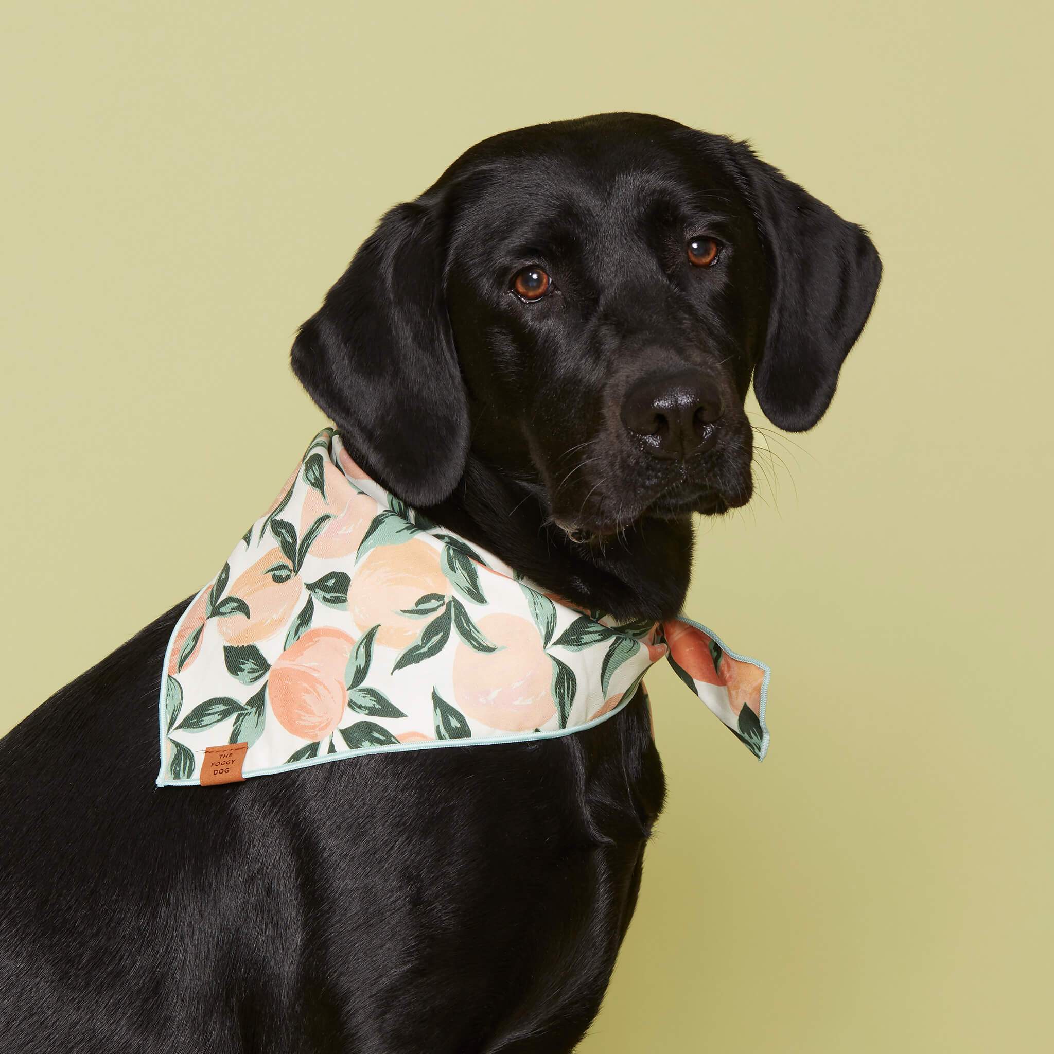 Peaches and Cream Dog Bandana