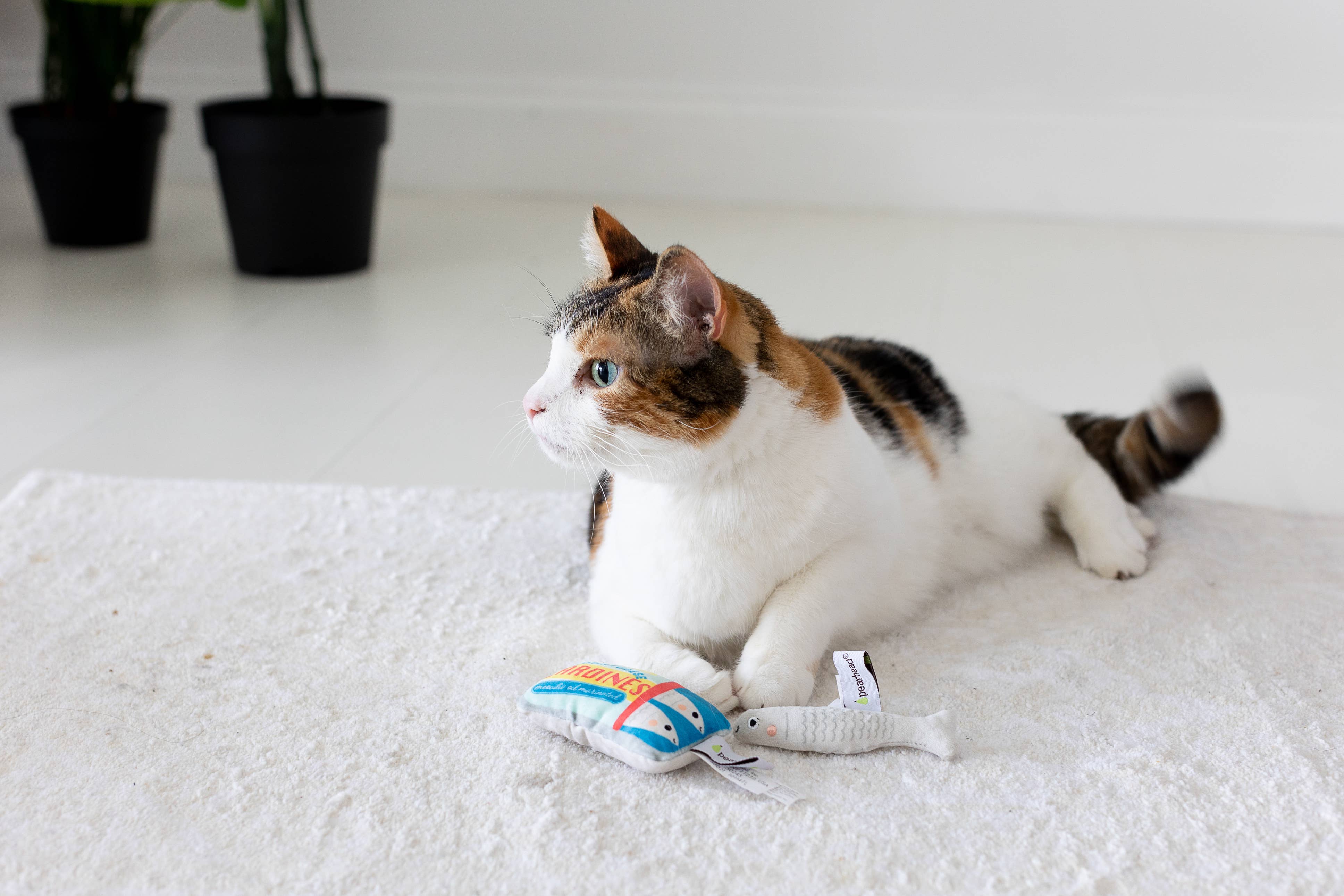 Sardines Cat Toys, Set of 2
