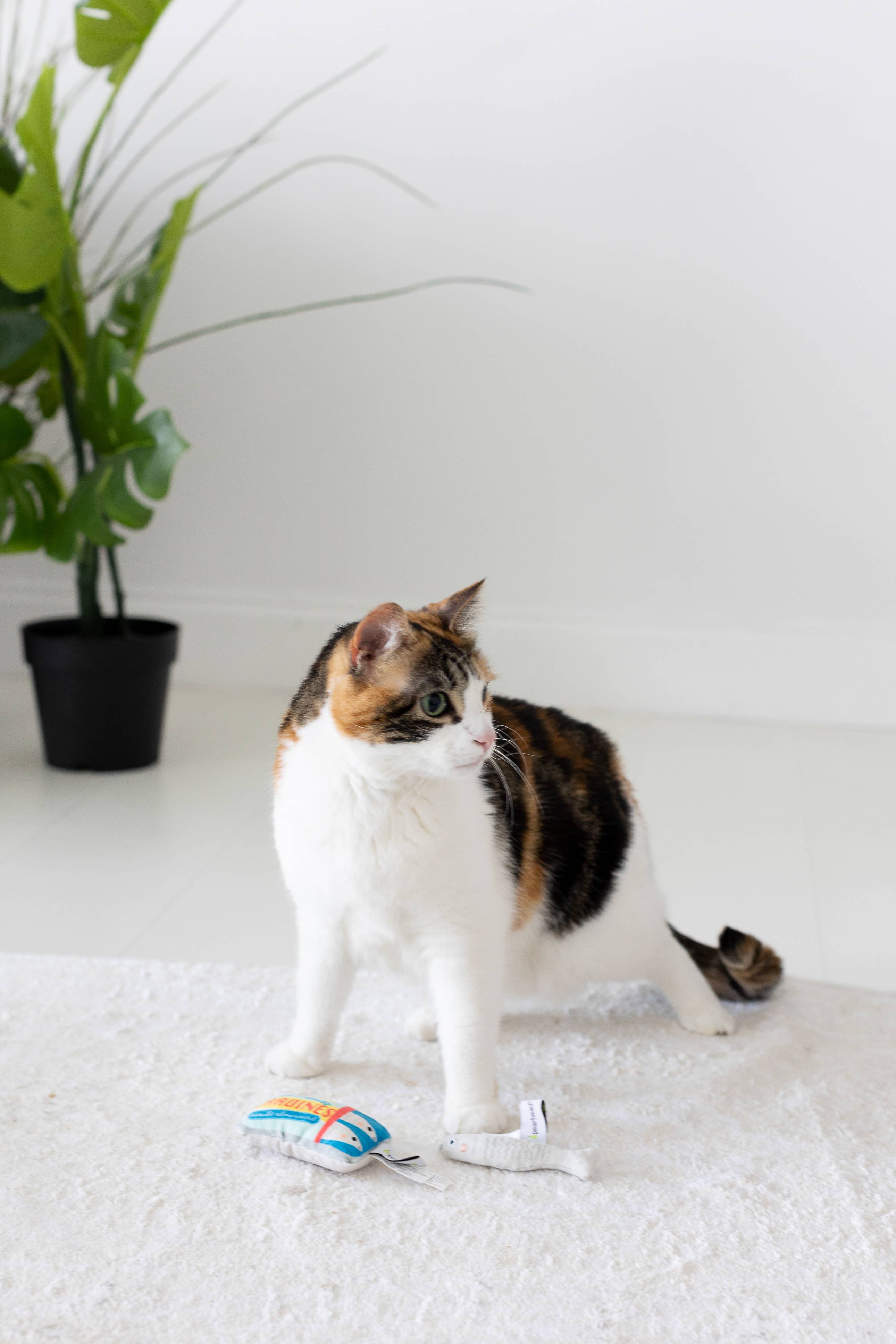 Sardines Cat Toys, Set of 2