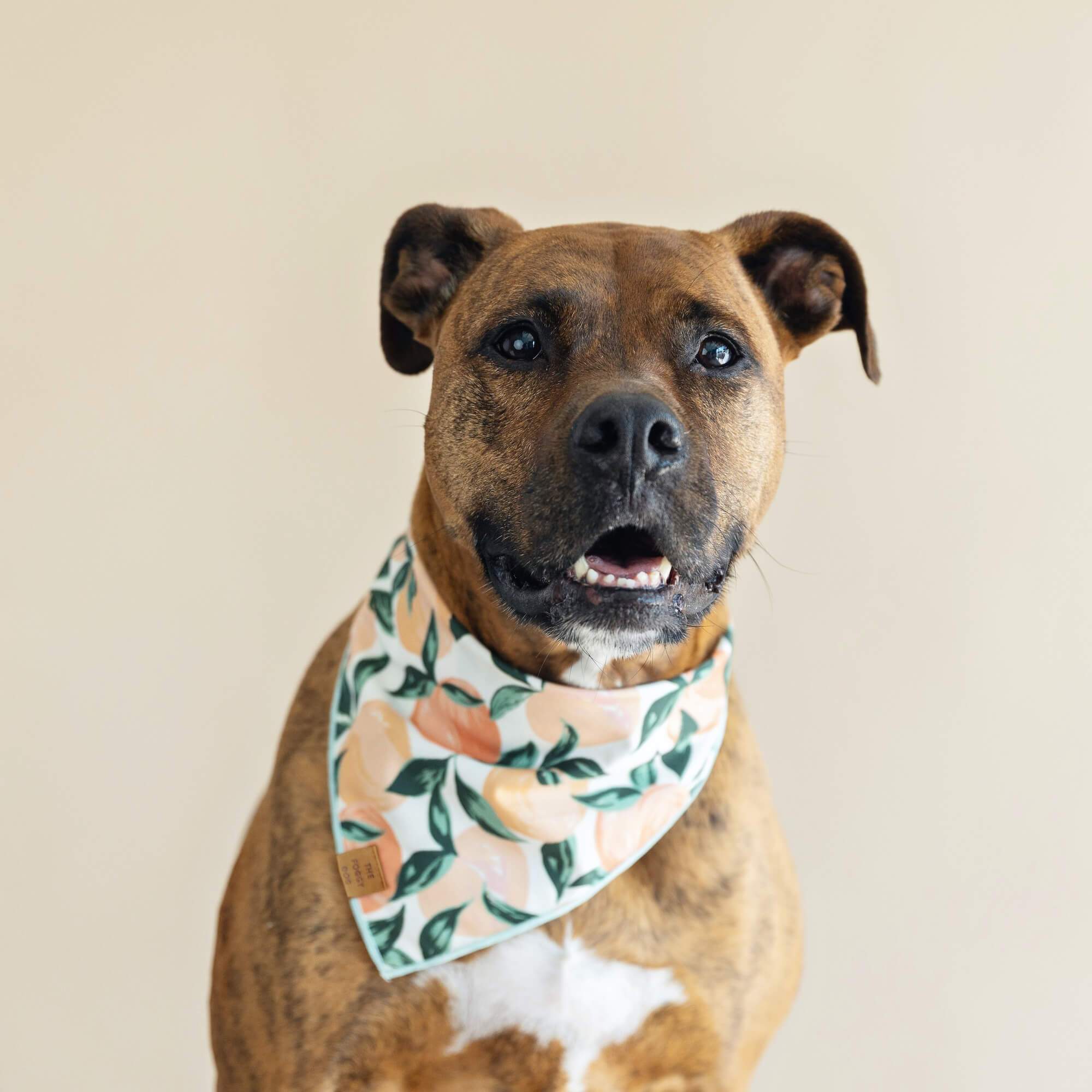 Peaches and Cream Dog Bandana