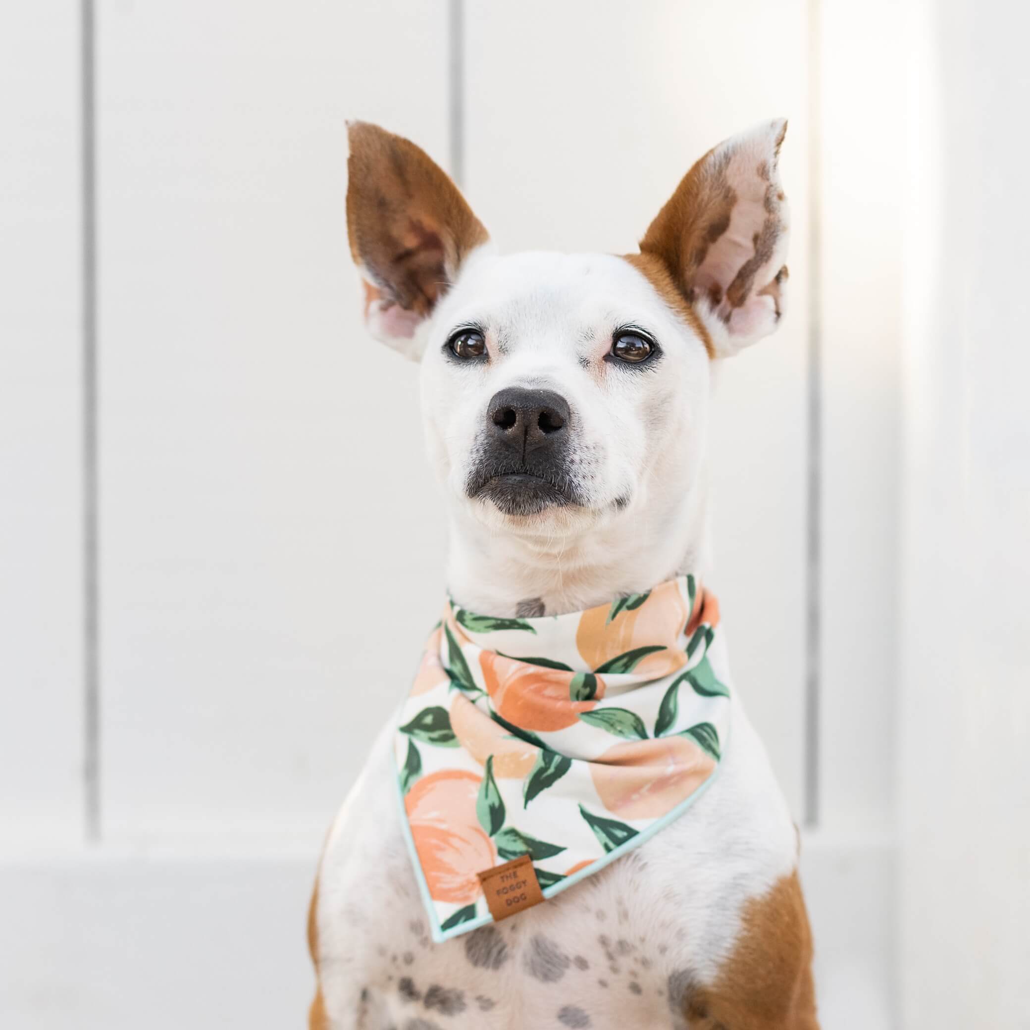 Peaches and Cream Dog Bandana