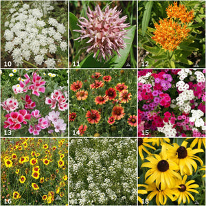 Scatter Garden | Butterfly Habitat | Best Seller | Spring: Butterfly