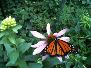 Scatter Garden | Butterfly Habitat | Best Seller | Spring: Butterfly